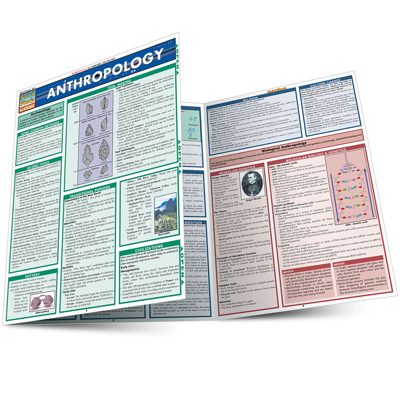 QuickStudy | Anthropology Laminated Study Guide