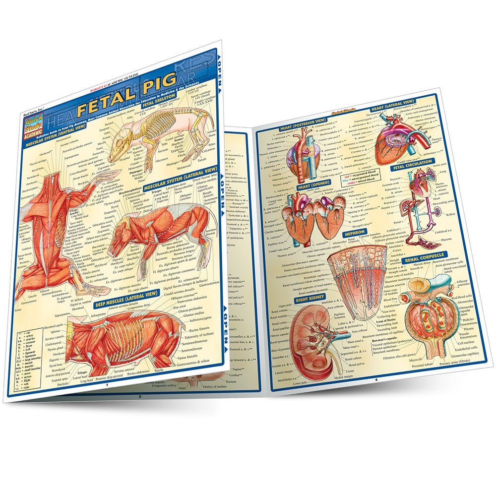 QuickStudy | Fetal Pig Laminated Study Guide (9781423201779)