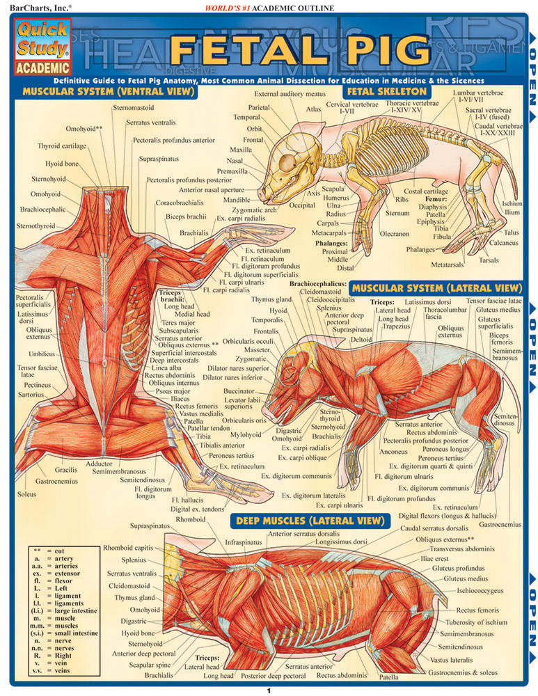 QuickStudy | Fetal Pig Laminated Study Guide (9781423201779)