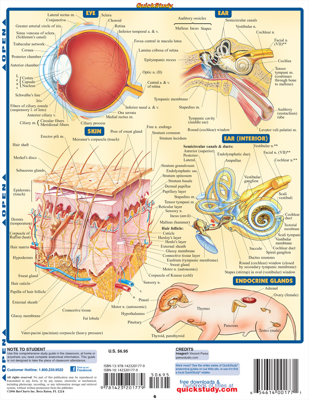 QuickStudy | Fetal Pig Laminated Study Guide (9781423201779)
