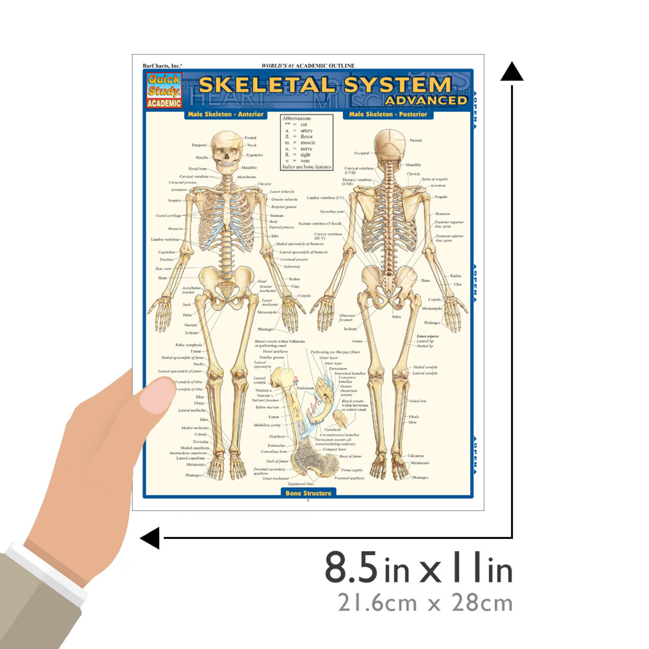 QuickStudy Skeletal System Advanced Laminated Study Guide (9781423215103)