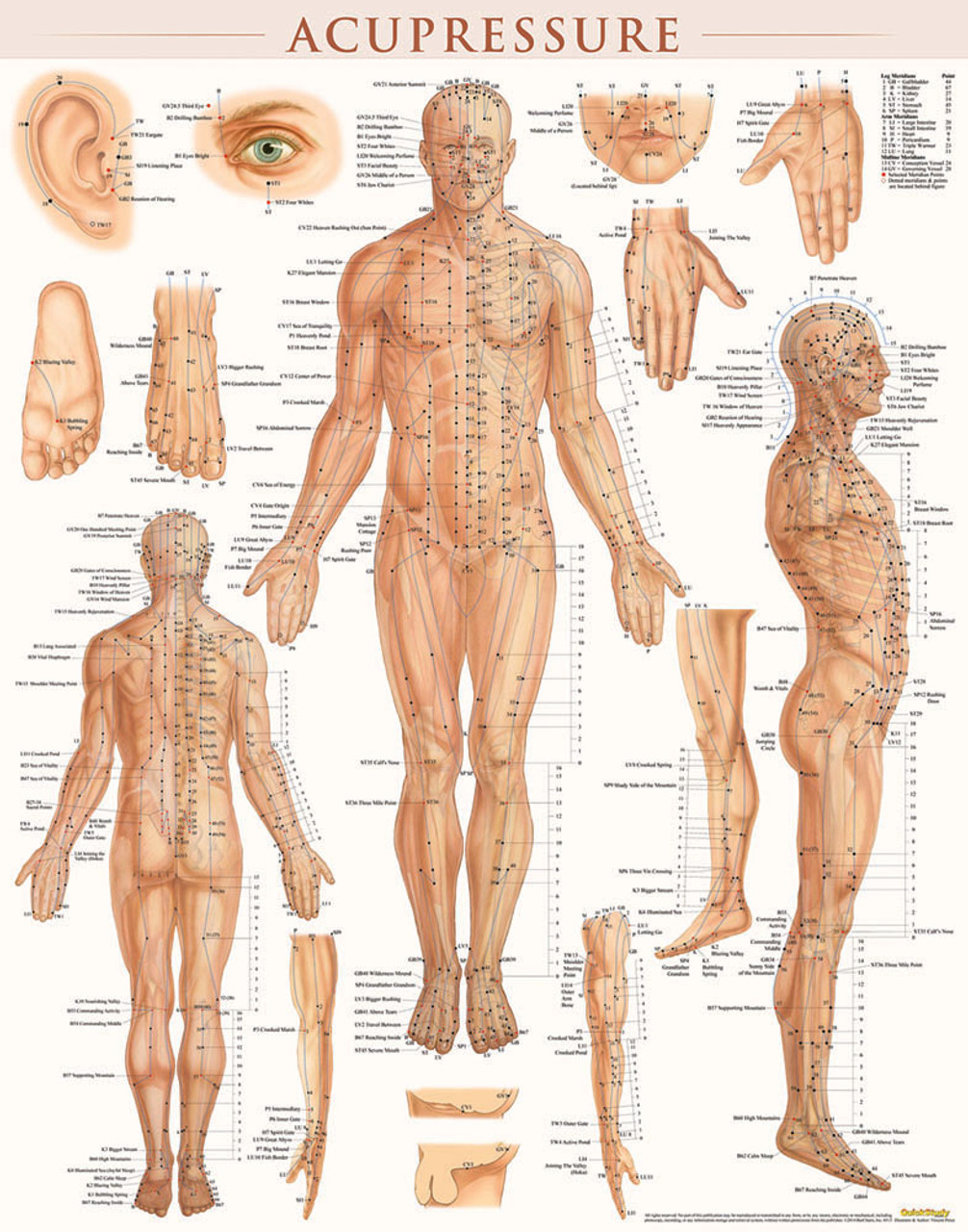 Acupuncture for Sartorius Muscle Pain — Morningside Acupuncture NYC