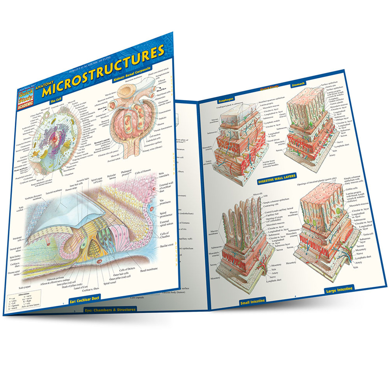 Quickstudy Anatomy Microstructures Laminated Study Guide 9781423224150