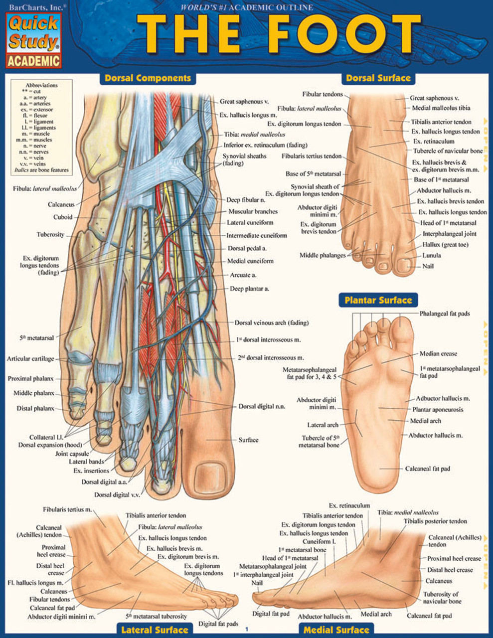 QuickStudy | The Foot Laminated Study Guide (9781423224204)