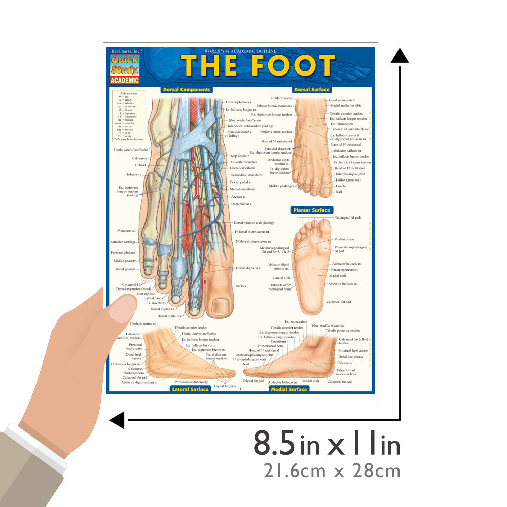 QuickStudy | The Foot Laminated Study Guide (9781423224204)