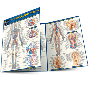 QuickStudy | Anatomy of the Circulatory System Laminated Study Guide