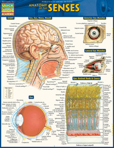 QuickStudy | Anatomy of The Senses Laminated Study Guide