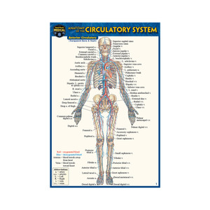 QuickStudy Anatomy of The Nervous System Laminated Pocket Guide