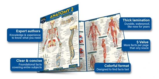 QuickStudy | Anatomy 2 Laminated Study Guide