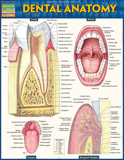 QuickStudy Dental Anatomy Laminated Study Guide (9781423233107)