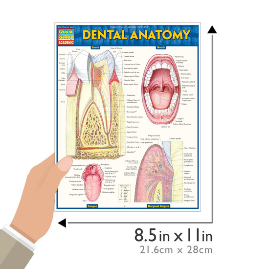 QuickStudy Quick Study Dental Anatomy Laminated Study Guide BarCharts Publishing Medical Study Guide Size