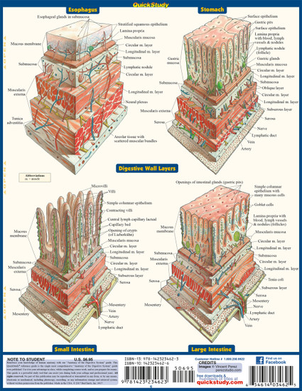Quick Study QuickStudy Anatomy of the Digestive System Laminated Study Guide BarCharts Publishing Back Image