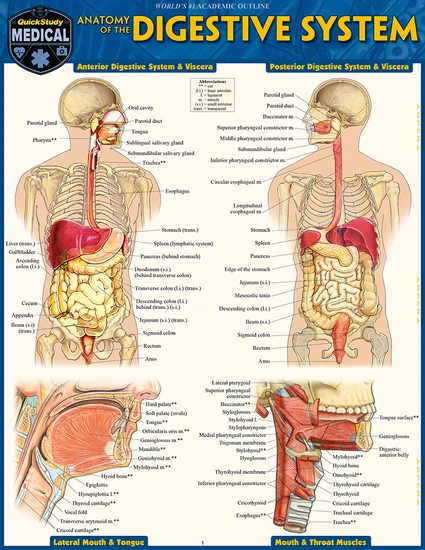 QuickStudy | Anatomy of the Digestive System Laminated Study Guide