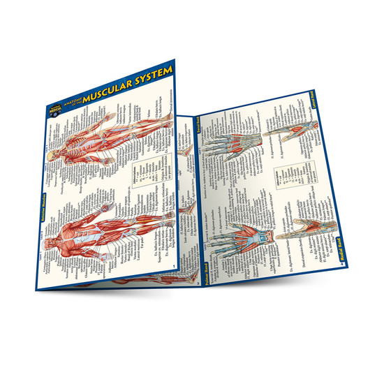 QuickStudy | Anatomy of The Muscular System Laminated Pocket Guide