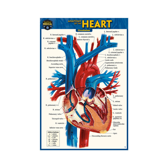 QuickStudy | Anatomy of The Heart Laminated Pocket Guide