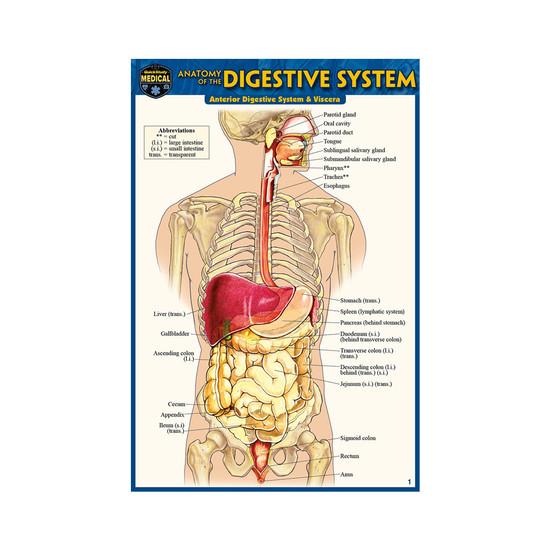 QuickStudy | Anatomy of The Digestive System Laminated Pocket Guide