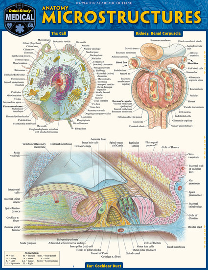 Anatomy: Microstructures Anatomy: Microstructures