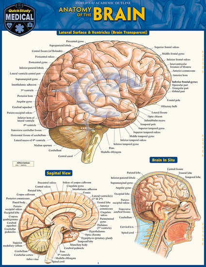 QuickStudy | Anatomy of the Brain Laminated Study Guide QuickStudy | Anatomy of the Brain Laminated Study Guide