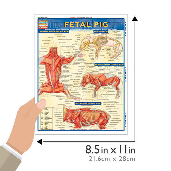 ヒム子 PIG SIGNALS 養豚管理の実践ガイド 専門書セット オンライン で