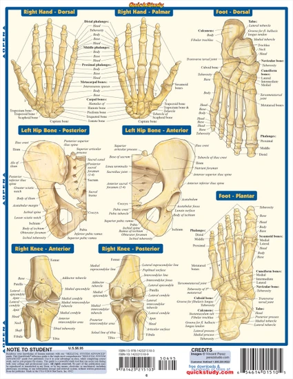 Quick Study QuickStudy Skeletal System Advanced Laminated Study Guide BarCharts Publishing Medical Reference Guide Back Image