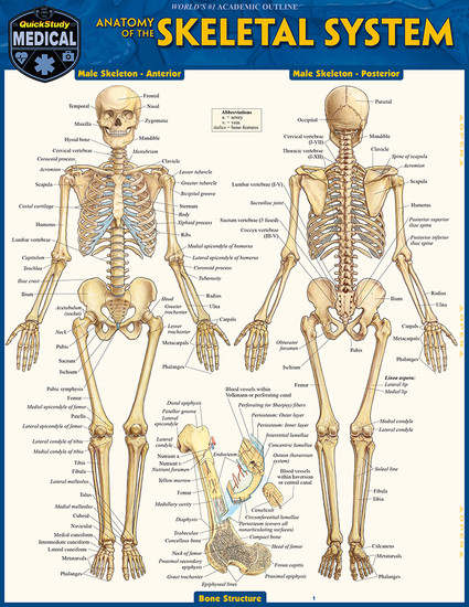 QuickStudy | Skeletal System Advanced Laminated Study Guide
