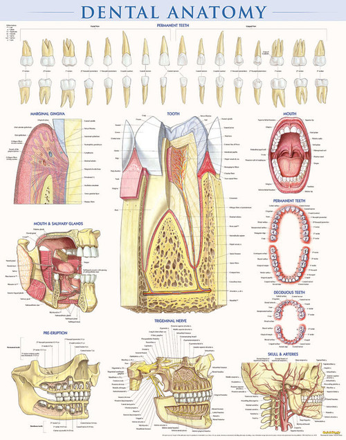 QuickStudy Dental Anatomy Laminated Poster (9781423224259)