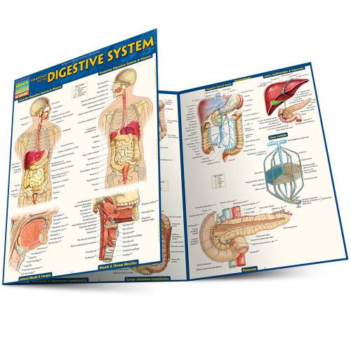 QuickStudy Anatomy of the Digestive System Laminated Study Guide