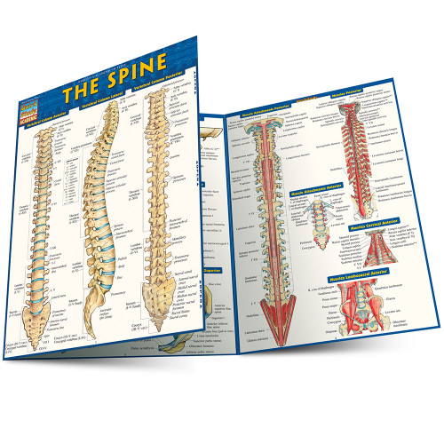 QuickStudy The Spine Laminated Study Guide (9781423220237)