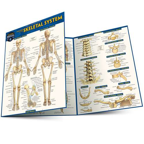 QuickStudy Skeletal System Advanced Laminated Study Guide (9781423215103)