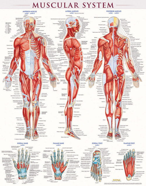 QuickStudy Muscular System Laminated Poster (9781423220664)