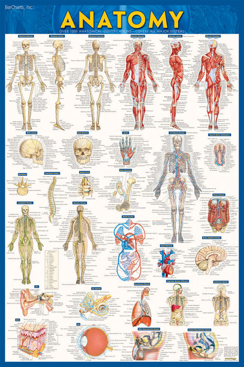 QuickStudy Anatomy Laminated Poster (9781423220770)