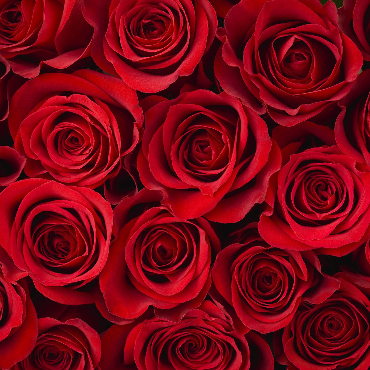Fresh Red Roses