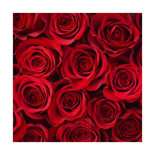 Fresh Red Roses