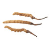 ON KEE Premium Cordyceps King 安記 西藏野生貢品冬蟲草皇 (85-95條/兩)