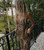 SAMANTHA BIAS CAMI - VINTAGE LEOPARD