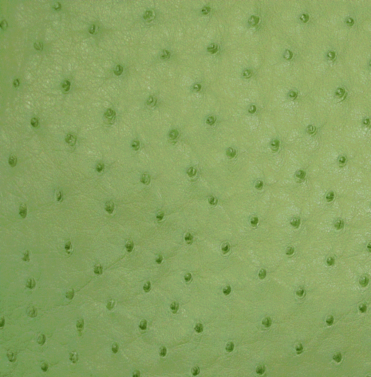 Ostrich Skin Leather - PATTE GREEN - 16.36 sq ft - Grade 2