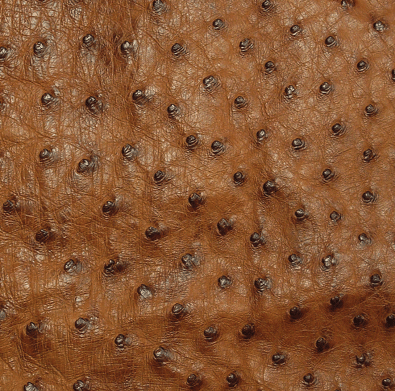 OSTRICH SKIN