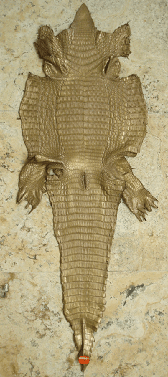 Niloticus Crocodile skin 36cm - Military Green