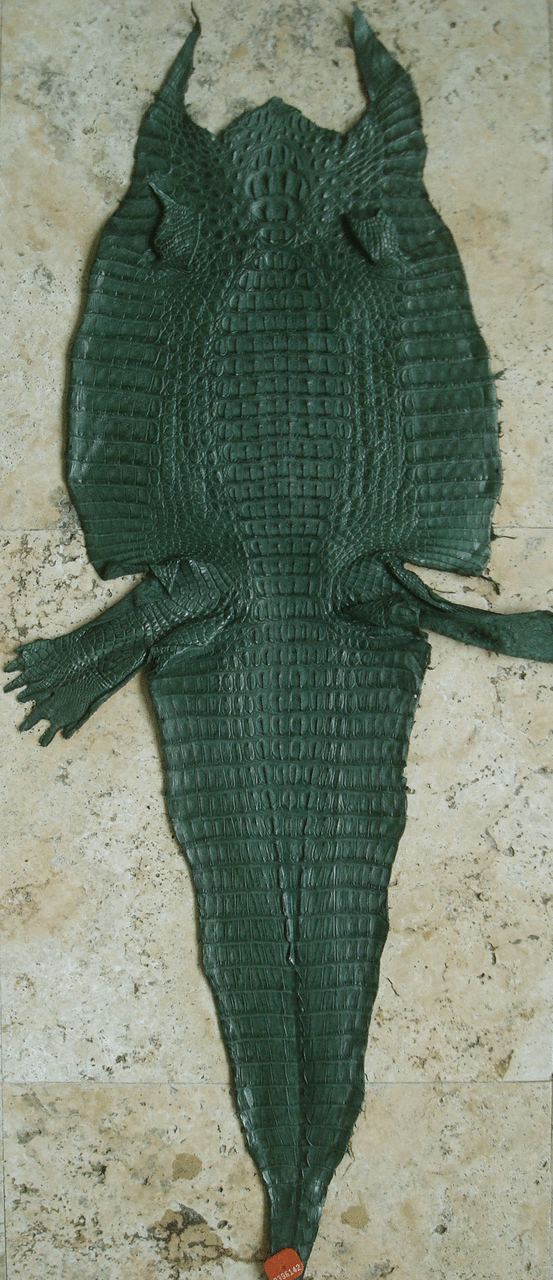 MONARCH Dark Green Crocodile Skin , Size 21 