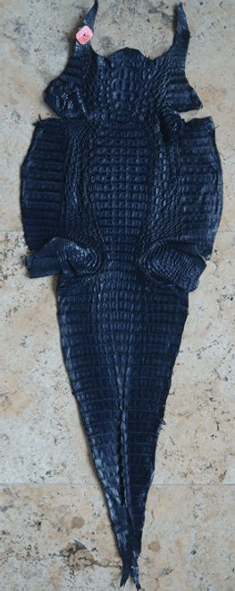 CAIMAN CROCODILE SKIN - NAVY BLUE- HORNBACK - 37cm