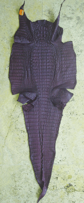 CAIMAN CROCODILE SKIN - PURPLE - HORNBACK -MATTE - 37cm