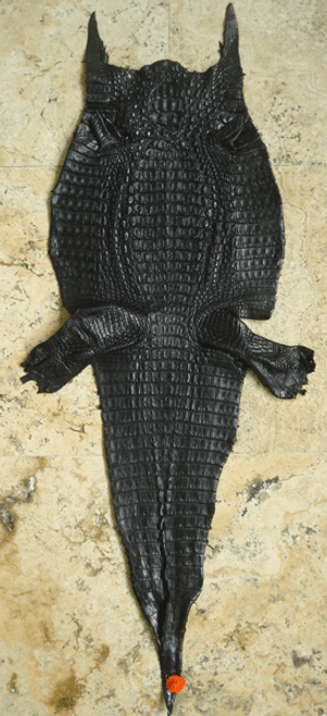 CAIMAN CROCODILE SKIN - BLACK - HORNBACK - 46cm