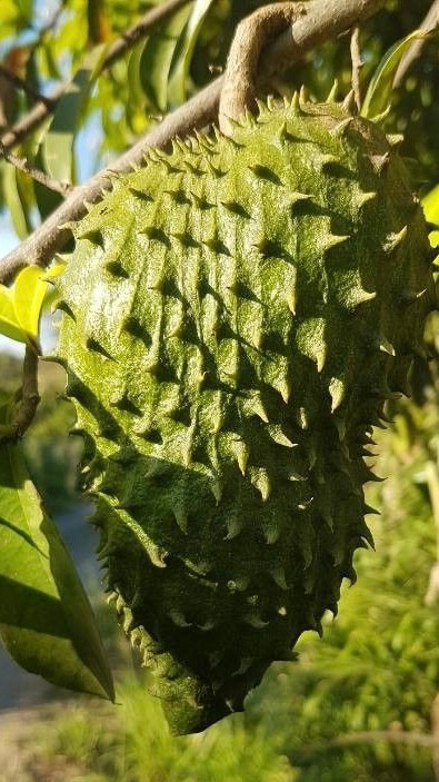 Soursop (Annona muricata) Tree | Exotic Plant Nursery