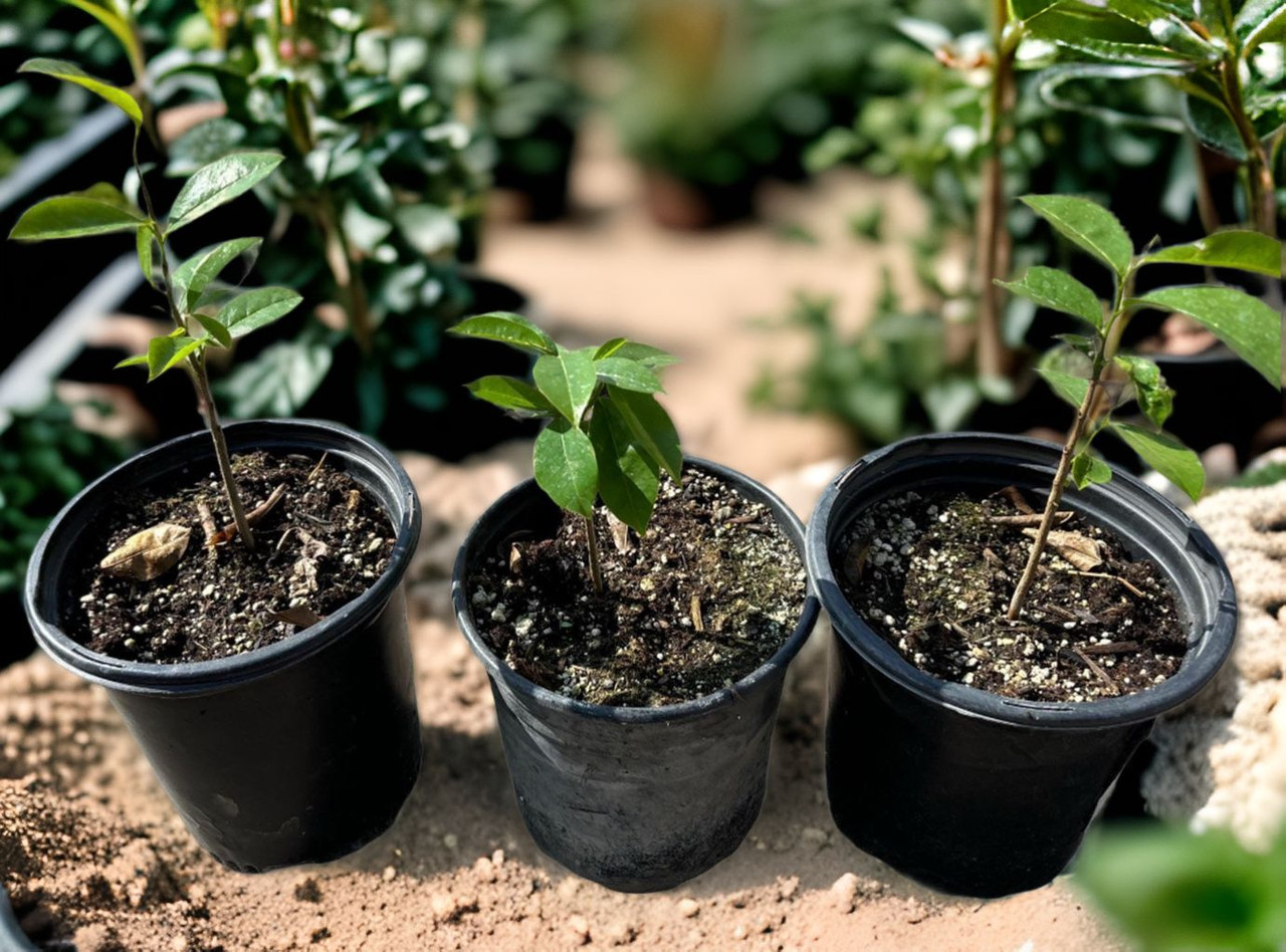 Soursop (Annona muricata) Tree | Exotic Plant Nursery