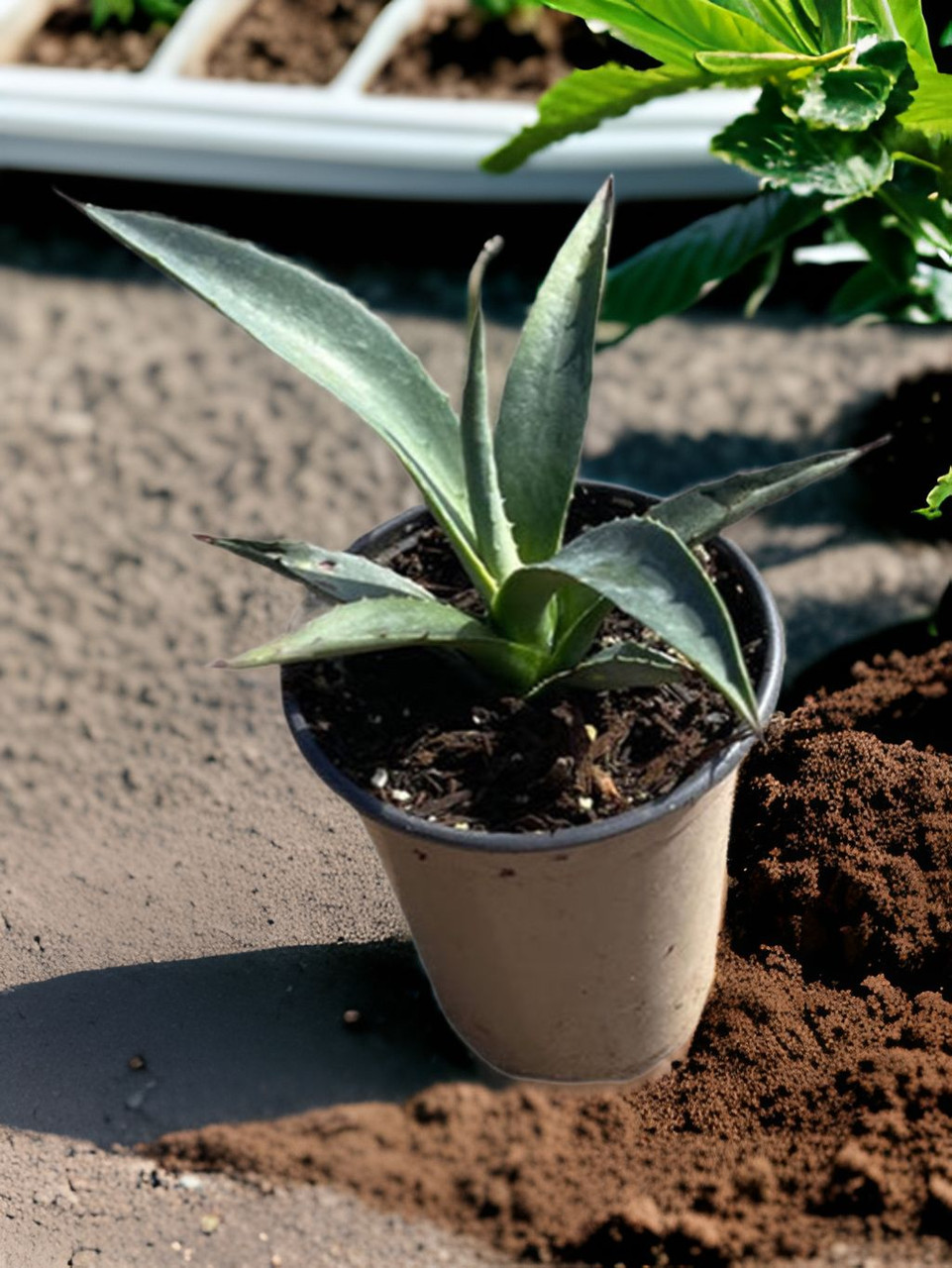 Agave tequilana (Blue Weber Agave) Plant | Exotic Plant Nursery