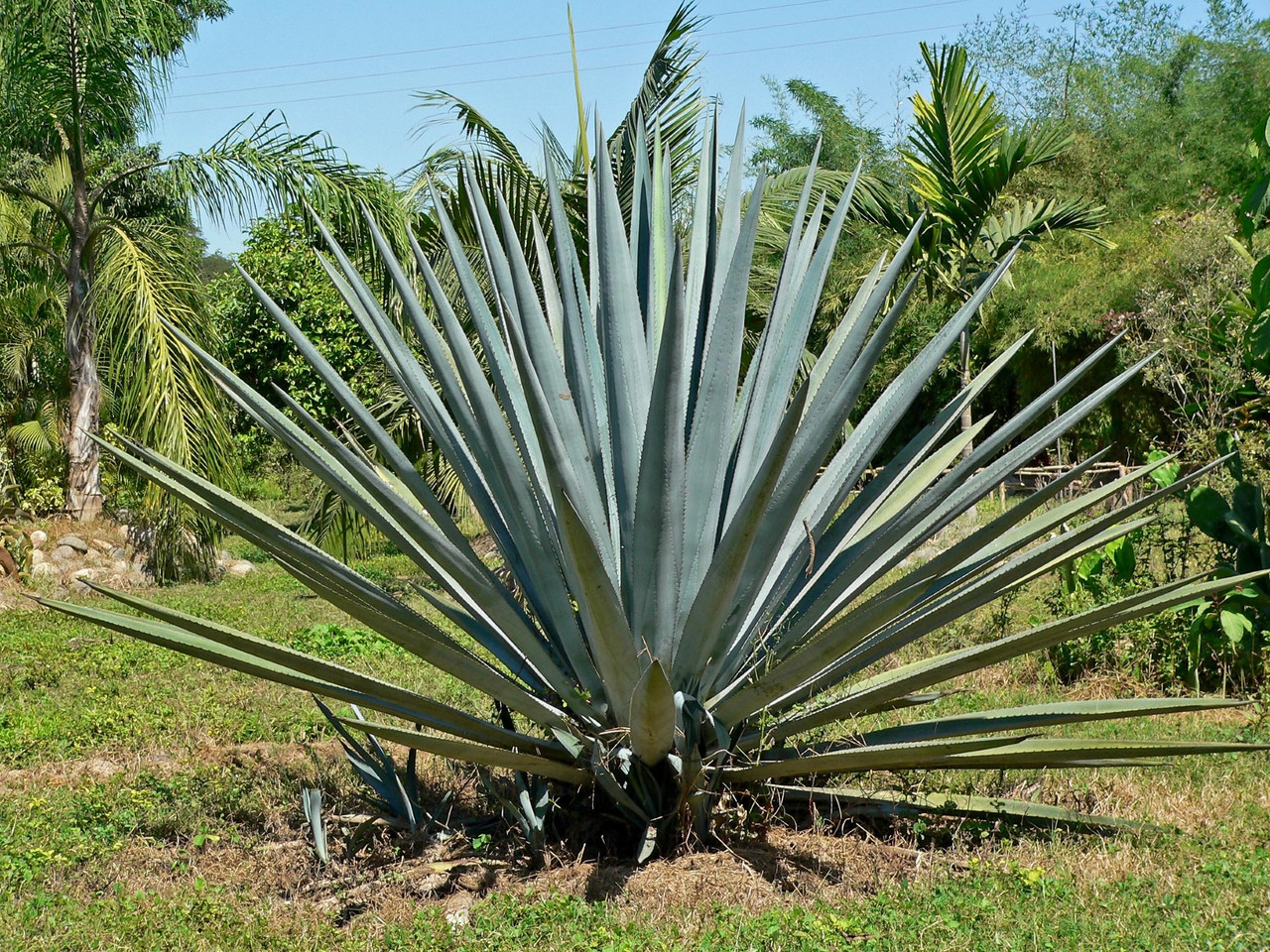 Agave tequilana (Blue Weber Agave) Plant | Exotic Plant Nursery