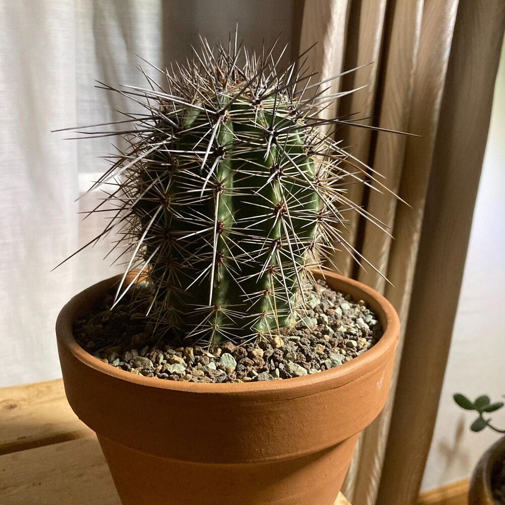 spineless cactus Spineless Prickly Pear main image 0