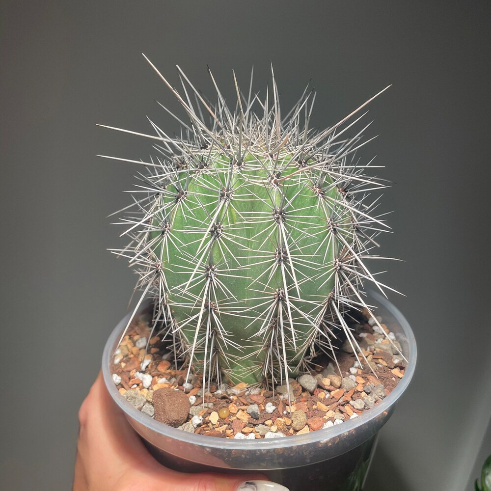 plant stands indoor wooden 6 Tier Wooden Plant Stand for Indoor Use