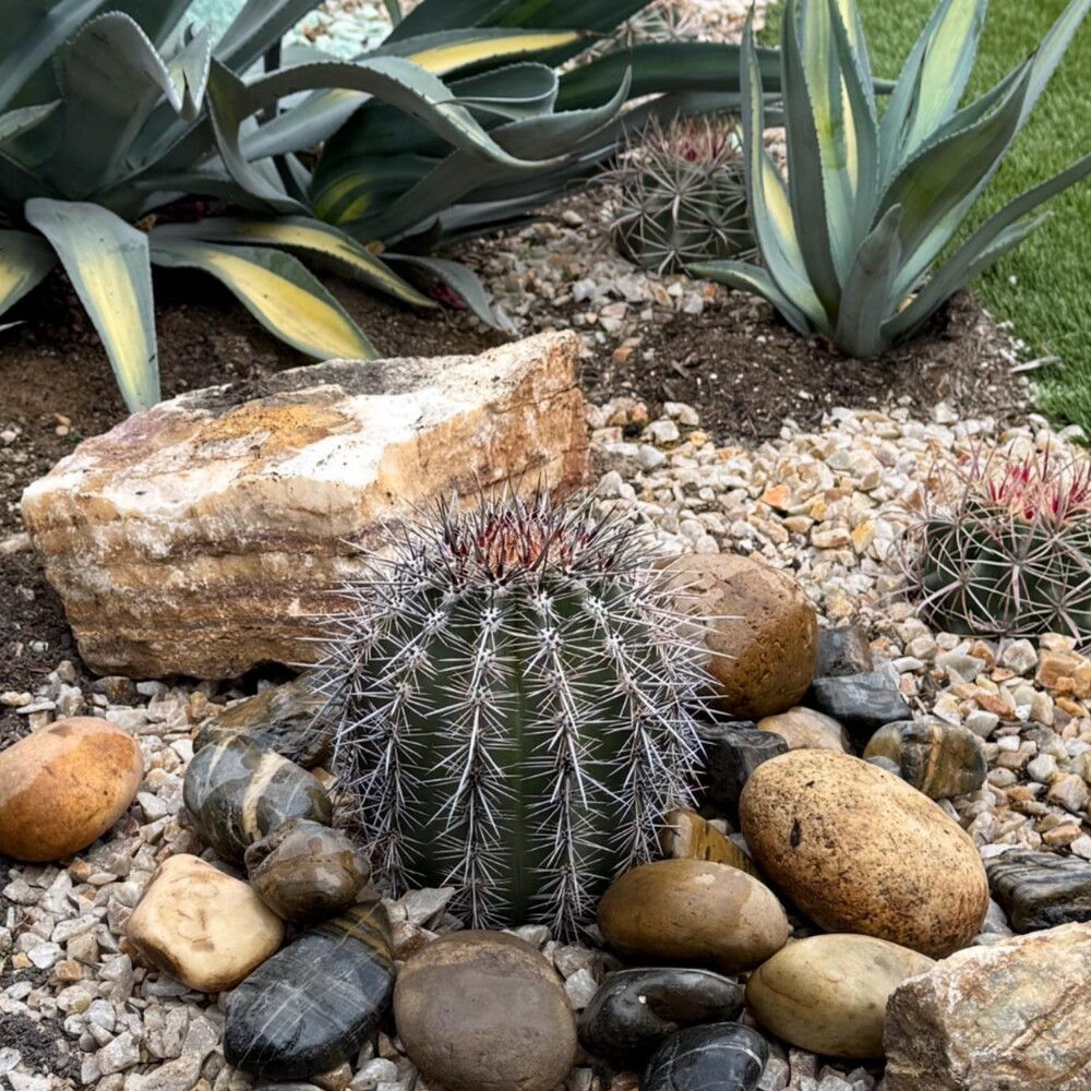 Arizona Saguaro Cactus Plant (Carnegiea gigantea) | Exotic Plant
