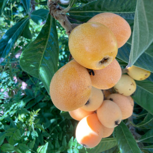 The Big Jim Loquat Tree produces large, sweet, and juicy fruits perfect for fresh eating. A cold-hardy favorite with lush, tropical foliage—now available at Exotic Plant Nursery. The Big Jim Loquat Tree produces large, sweet, and juicy fruits perfect for fresh eating. A cold-hardy favorite with lush, tropical foliage—now available at Exotic Plant Nursery.